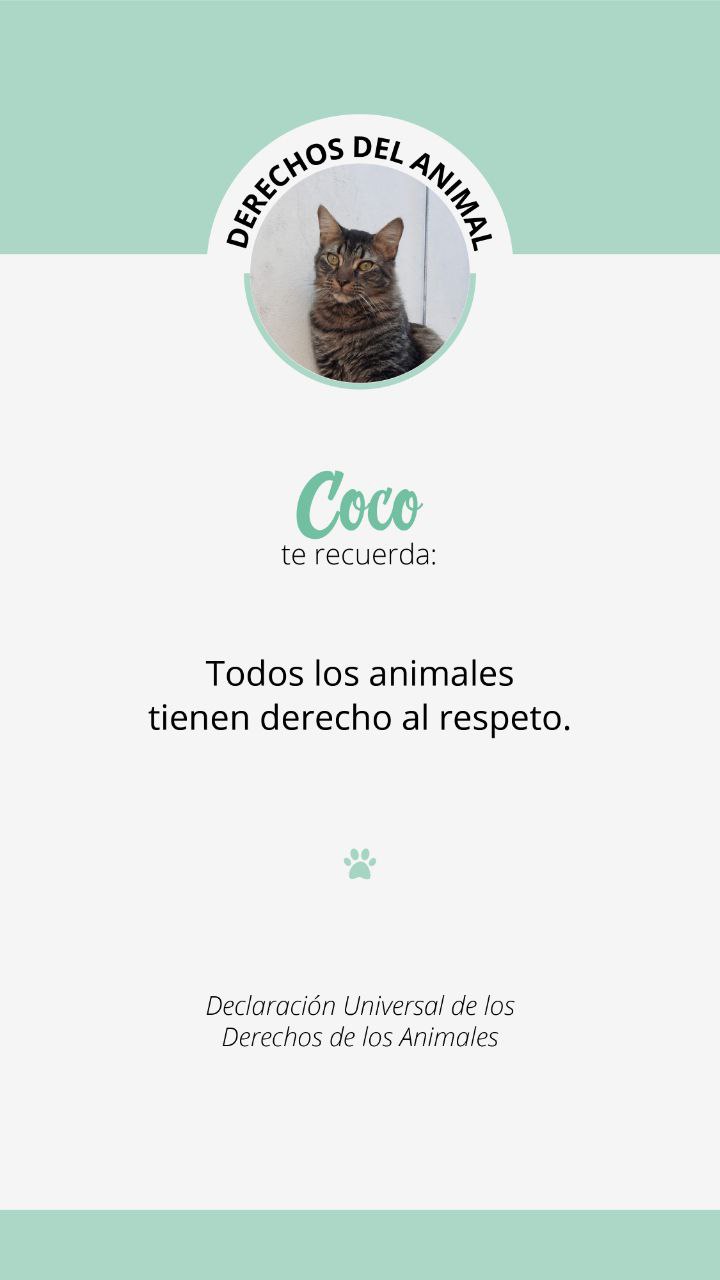 Derechos del animal 1